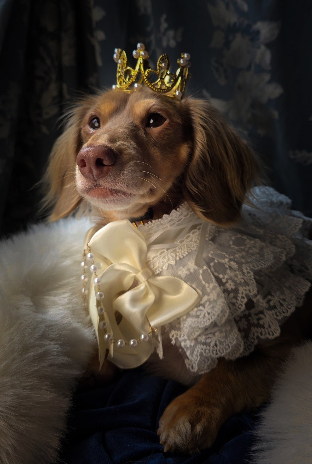 Top Hats & Tails pet portrait