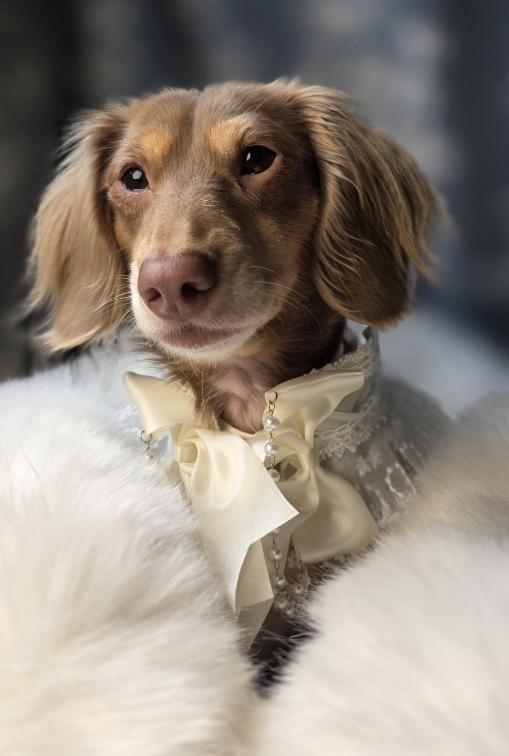 Top Hats & Tails pet portrait