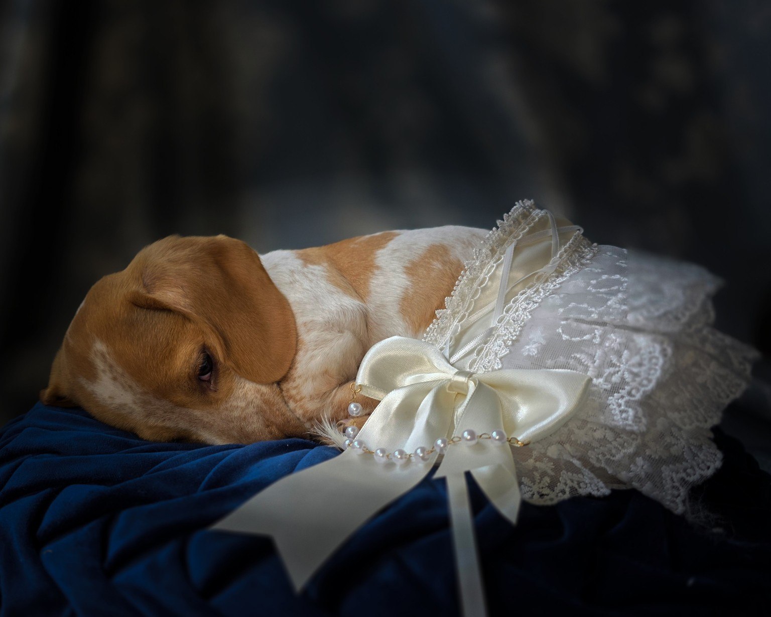 Top Hats & Tails pet portrait