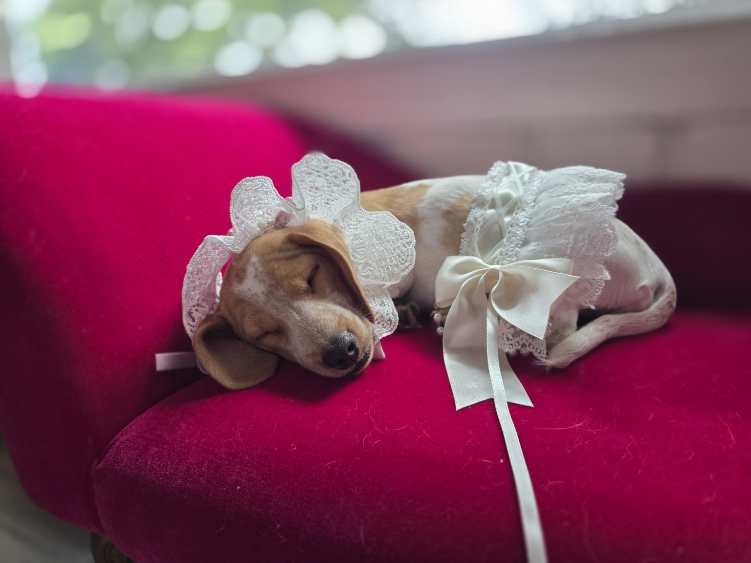 Top Hats & Tails pet portrait