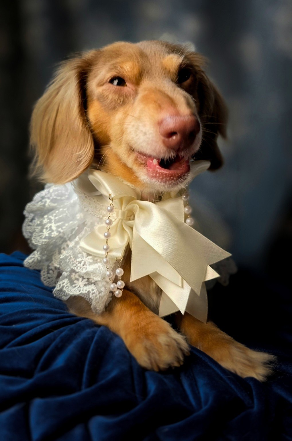 Top Hats & Tails pet portrait